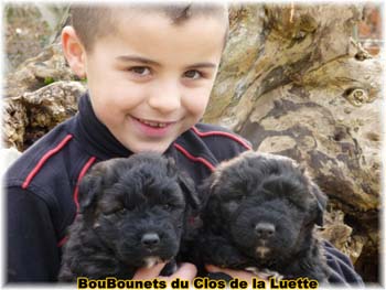 chiots b ouvier des flandres SITE WEB ELEVAGE DU CLOS DE LA LUETTE SPECIALISE POUR LE BOUVIER DES FLANDRES ©